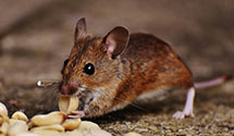 24 Hour & Emergency Exterminators in Virden, AZ